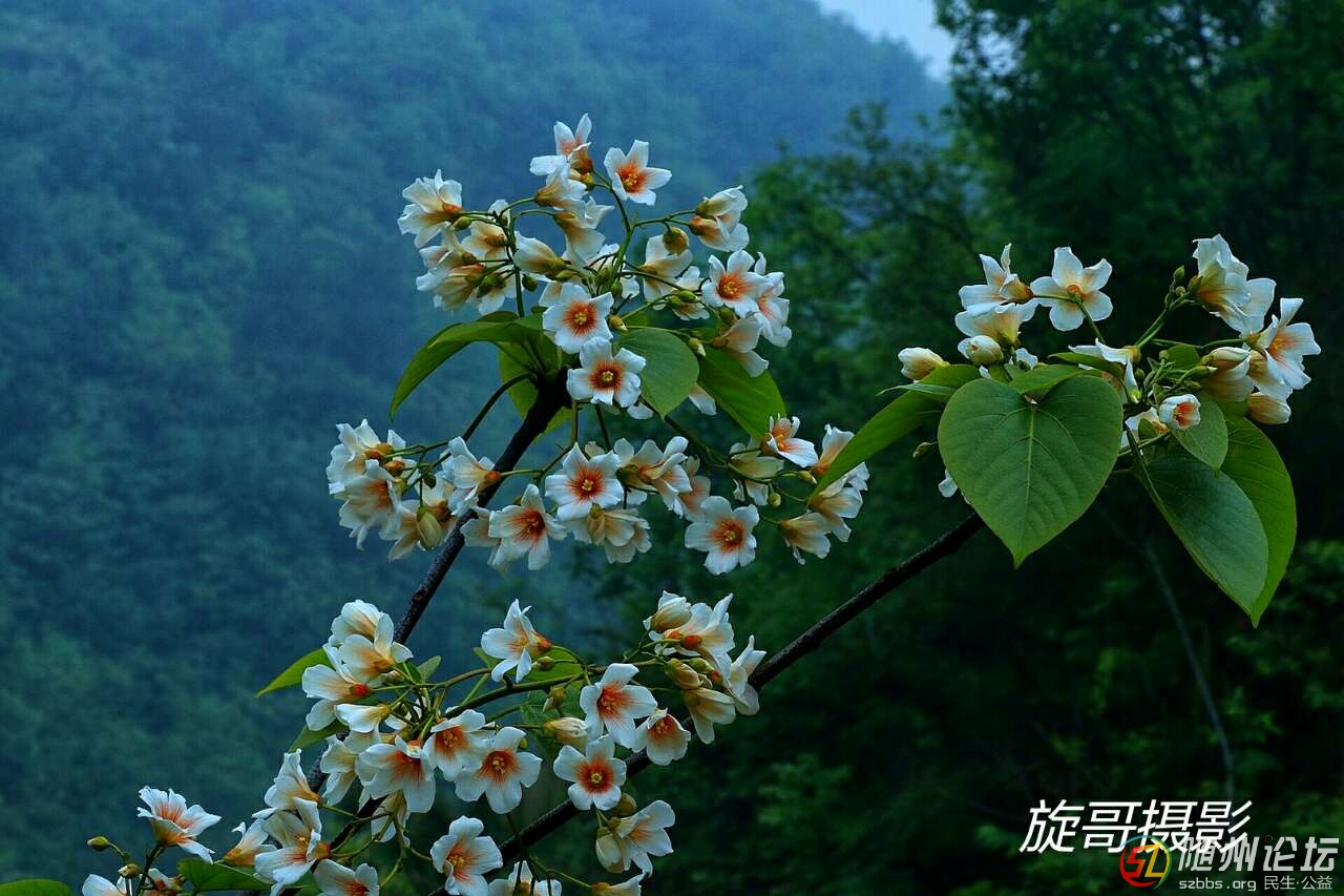 油桐花