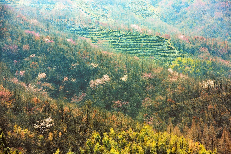 随县草店镇车云山野樱花一片烂漫茶园吐翠